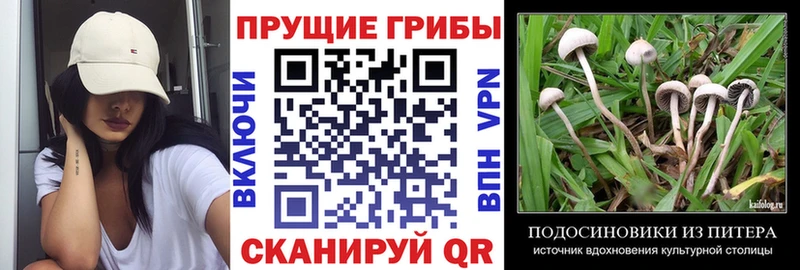 Псилоцибиновые грибы прущие грибы  Купить где  Бородино 